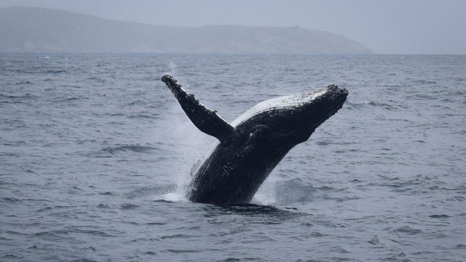 Wilson Prom Whale Watching